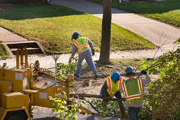 Best Tree Removal Services  in USA